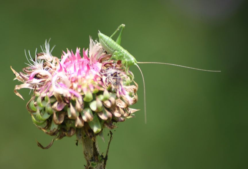 neanide di Tettigonia sp.